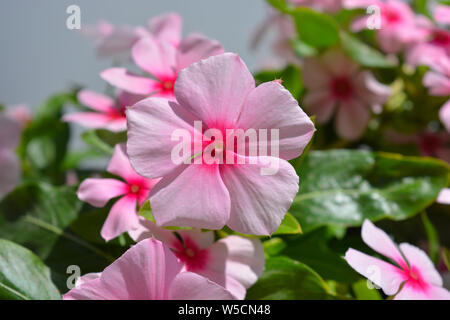 Trailing Vinca, Catharanthus roseus, fresh pink flowers. Sometimes known as Periwinkle. Stock Photo