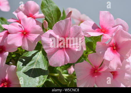 Trailing Vinca, Catharanthus roseus, fresh pink flowers. Sometimes known as Periwinkle. Stock Photo