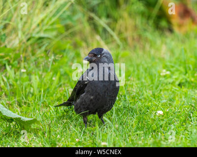 Jackdaw ( Corvus monedula ) standing on the grass Stock Photo