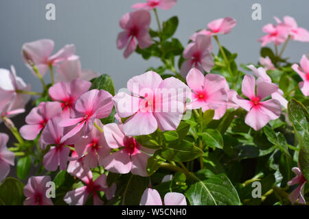 Trailing Vinca, Catharanthus roseus, fresh pink flowers. Sometimes known as Periwinkle. Stock Photo