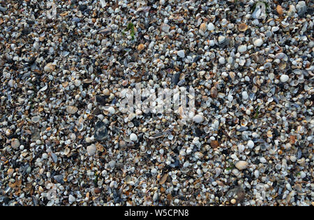 Sea shells on Swansea Bay, South Wales, UK Stock Photo