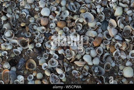 Sea shells on Swansea Bay, South Wales, UK Stock Photo