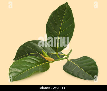 jackfruit leaf isolated on white background Stock Photo