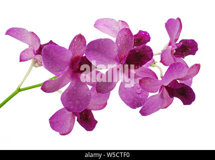 purple orchid flower isolated on white background Stock Photo