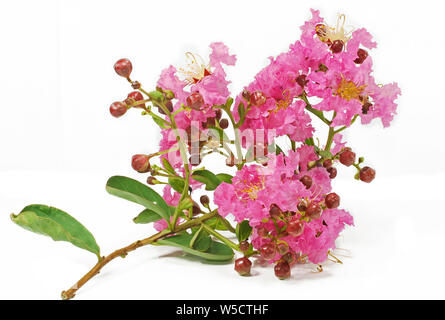 pink Lagerstroemia speciosa flower isolated on white background Stock Photo