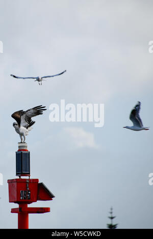 Osprey on Navigation Beacon with Hovering Seagulls in Mandurah Western Australia Stock Photo