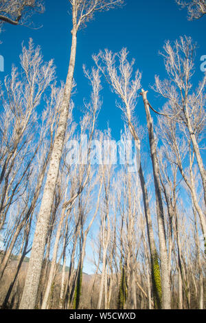 Forest in winter. Stock Photo
