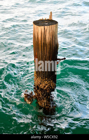 Busselton Jetty Pier Pile with Barnacles and Waves Splashing in afternoon sun, Western Australia Stock Photo
