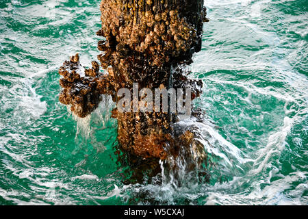Busselton Jetty Pier Pile with Barnacles and Waves Splashing in afternoon sun, Western Australia Stock Photo