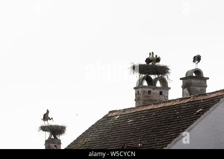 Rust: nest of white stork (Ciconia ciconia), juvenile storks waiting at nest and doing flight training, house roof, chimney in Neusiedler See (Lake Ne Stock Photo