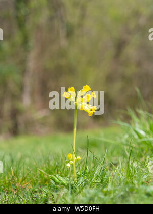 Primula veris plant commonly known as cowslip, common cowslip or cowslip primrose Stock Photo
