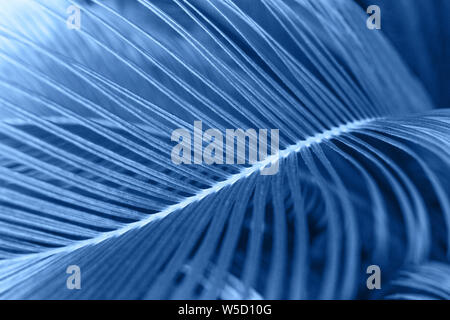 Closeup of a leaf of fern in galaxy blue color. Leaf plants in a trend color. Stock Photo