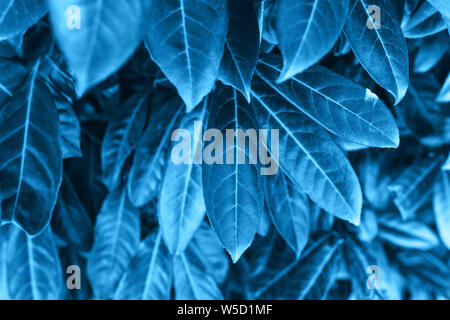 Closeup leaves in galaxy blue color. The leaves of the plant in a trend color. Stock Photo