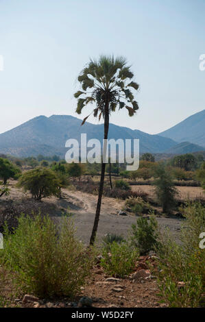 Makalani palm (Hyphaene petersiana), AKA the real fan palm. Photographed at the Kunene River (Cunene River), the border between Angola and Namibia, so Stock Photo