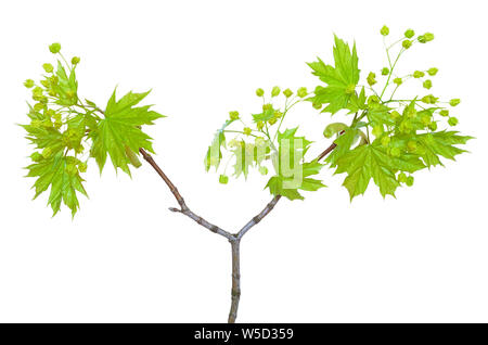 Flowering maple branch isolated on white background Stock Photo