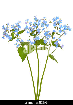 Forget-me-not flowers  isolated on white background Stock Photo