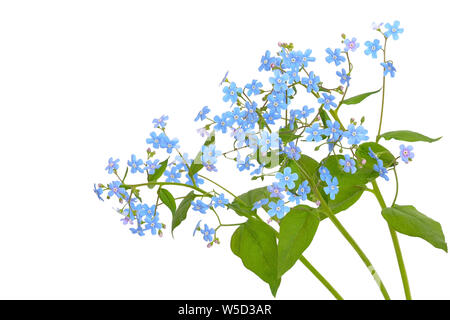 Forget-me-not flowers  isolated on white background Stock Photo