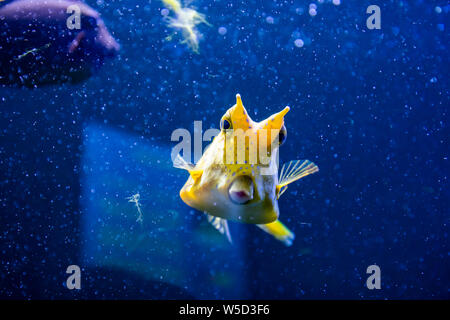 Longhorn cowfish, latin name Lactoria cornuta, also called the horned boxfish. Its primary habitat is coral reefs in lagoons, on reef flats Stock Photo