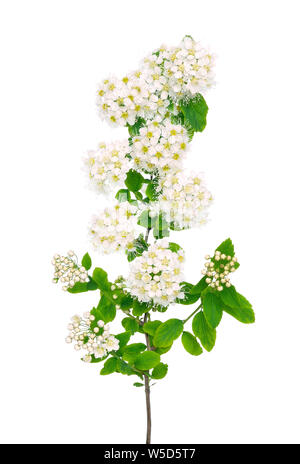 The branch of spiraea on a white background Stock Photo