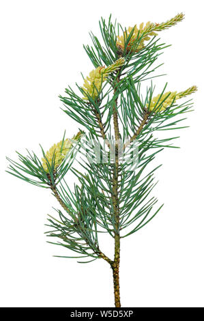 Pine (Pinus sylvestris) branch isolated on white background Stock Photo