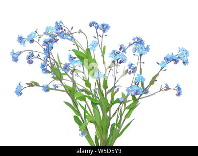 Forget-me-not flowers  isolated on white background Stock Photo