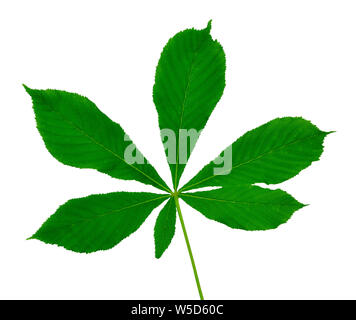 Chestnut leaf isolated on white background Stock Photo