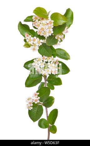 Black chokeberry (Aronia melanocarpa) isolated on a white background Stock Photo