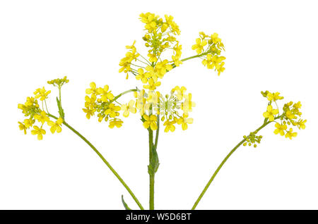 Barbarea vulgaris flower isolated on white background Stock Photo