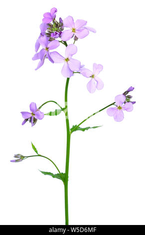 Dame's Rocket (Hesperis matronalis) flower isolated on white background Stock Photo