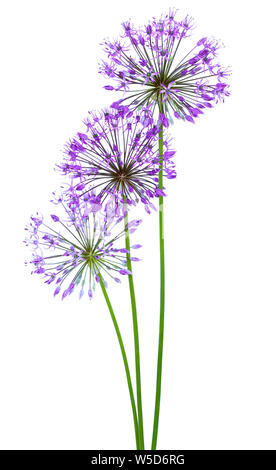 Allium Silhouette | Wildflower Tattoo