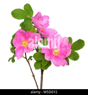 Wild rose flower isolated on white background Stock Photo