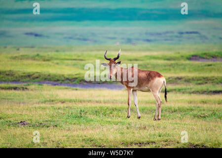 Coke's Hartebeest (Alcelaphus buselaphus cokii) This antelope stands 1.5 metres tall at its shoulder and can weigh up to 200kg, they live in open fore Stock Photo