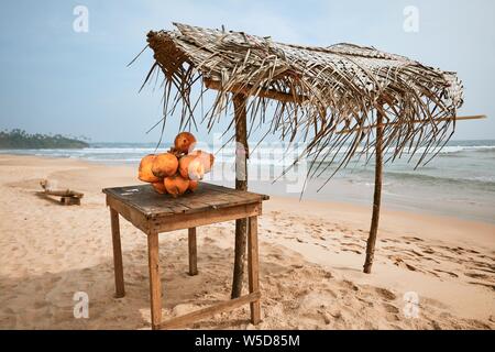 Fresh coconuts for sale on sand beach. Matara, Sri Lanka Stock Photo