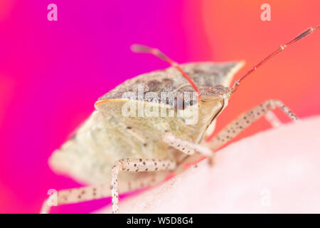 A stink bug crawling on a finger with a bright colorful pink and orange background, Spined Soldier bug True Bug Stock Photo