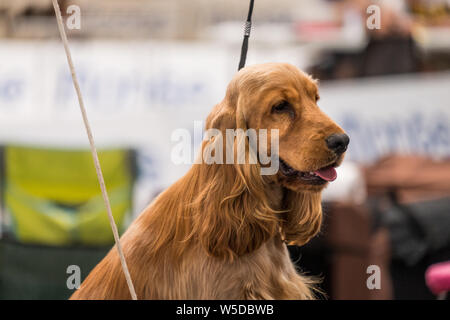 A subject of Red solid color English Cocker Spaniel on a leash during a dog show. The English Cocker Spaniel is a breed of gun dog. Stock Photo