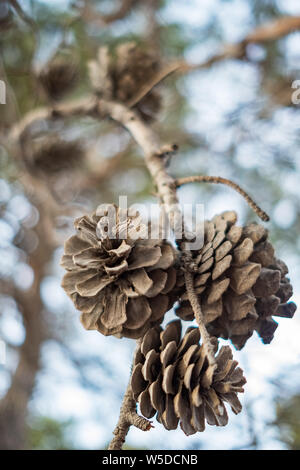 Pine cones at branch closeup Stock Photo