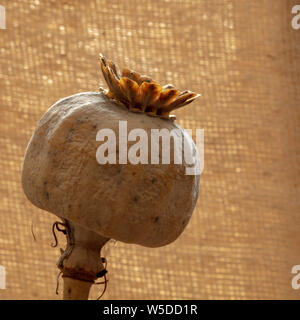 Dried seed heads of oriental poppy or Papaver orientale in July. Stock Photo