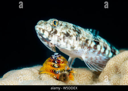Twospot Lizardfish, Synodus binotatus, Kimbe Bay, New Britain, Papua New Guinea Stock Photo