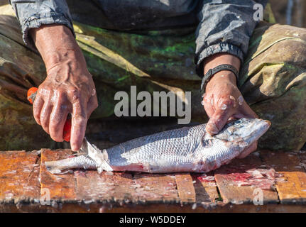 Fisherman cleaning fish by knife at seaport. Close-up dirty Hands of a Man with Knife at a street market in Morocco Stock Photo