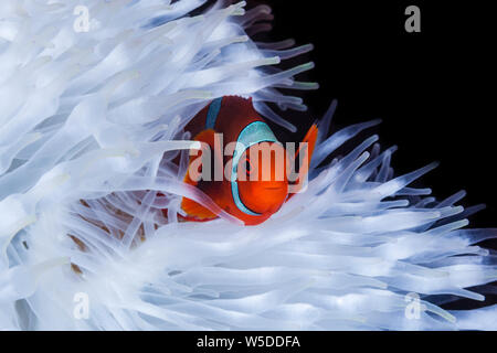 Spinecheek Clownfish, Premnas aculeatus, Kimbe Bay, New Britain, Papua New Guinea Stock Photo