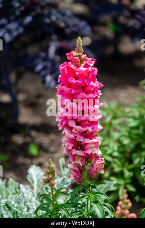 Close-up pink flower in the garden Stock Photo