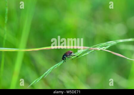 Garden foliage beetle  ( Phyllopertha horticola )  on plant in front of green nature with copy space Stock Photo