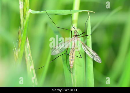 Marsh Crane Fly   -  Big Schnake   (  Tipula oleracea  )  on blade of grass in green nature with copy space Stock Photo