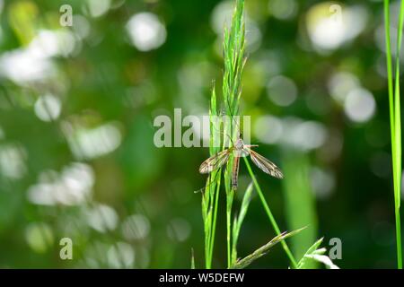 Marsh Crane Fly   -  Big Schnake   (  Tipula oleracea  )  on blade of grass in green nature with copy space and bokeh Stock Photo