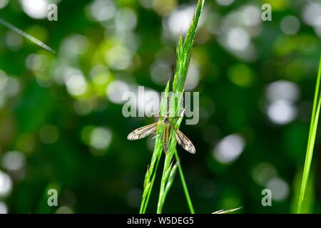 One european Marsh Crane Fly   -  Big Schnake   (  Tipula oleracea  )  on blade of grass in green nature with copy space and bokeh Stock Photo