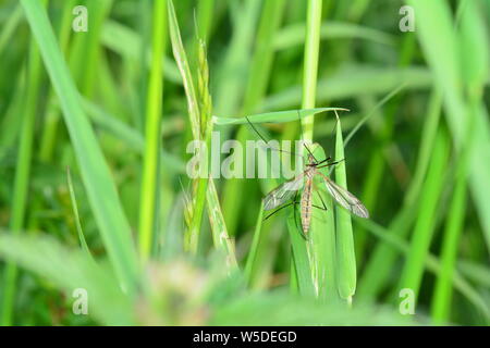 One european arsh Crane Fly   -  Big Schnake   (  Tipula oleracea  )  on blade of grass in green nature with copy space Stock Photo