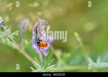 One red Ladybug   (  Coccinellidae  )  on plant with  aphids and copy space Stock Photo