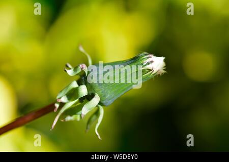 Closed dandelion bud in front of yellow and green nature background with copy space Stock Photo