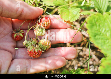 Ripe red berries wild strawberry meadow (Fragaria viridis) in the woman hand. Fruiting strawberry plant. Stock Photo
