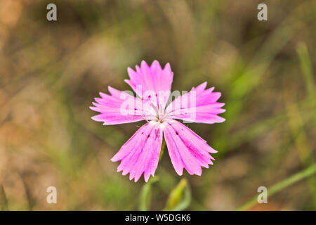 Pink carnation flower (Dianthus deltoides) maiden pink. Wild flowering plant in the forest. Stock Photo